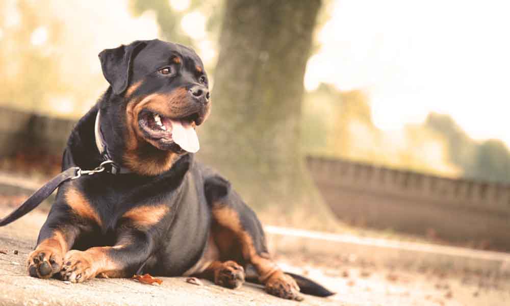 Landlords: You CAN discriminate against Dog Breeds